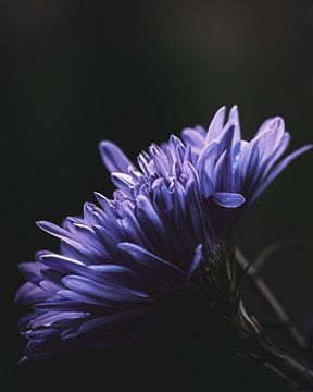 Paarse bloem van honey_m_i_l_k_photo