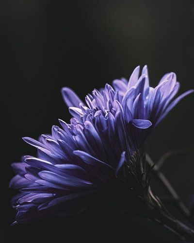 Lila Blume von honey_m_i_l_k_photo