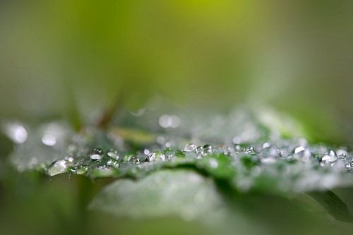 Rang de perles