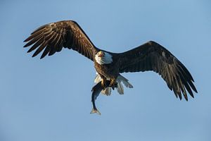 Amerikaanse Zeearend in vlucht