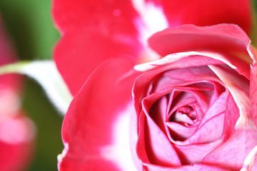 Rood witte roos van Cora Unk