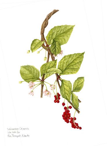 Botanischer illustration Schisandra chinensis, Wu Wei Zi