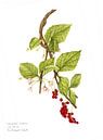 Aquarel van de Peperbes, Schisandra chinensis van Ria Trompert- Nauta thumbnail