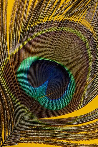 Een pauwenveer met een warm gele achtergrond (verticaal)
