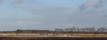 Schotse Hooglanders op het Doldersumse veld