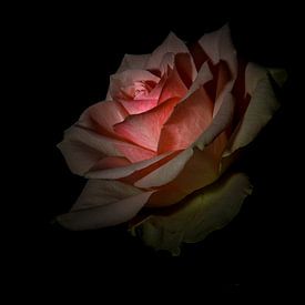 Rose sur Willem  Bentink