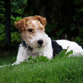 Josef Schütte Profile picture