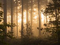 Forêt d'or