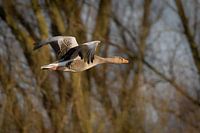 Free Flight in the Golden Light