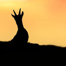 Goat with silhouette by Lisa Dumon