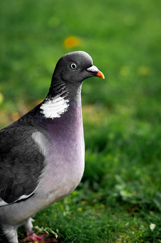 Poserende duif in de botanische tuinen in Edinburgh in Schotland