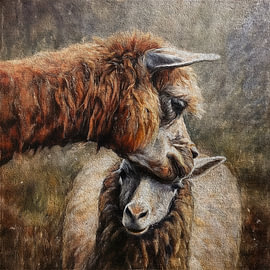 Un lama lave un mouton sur Marjolein Deelen