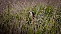 Hidden in the reeds by Ard Jan Grimbergen thumbnail