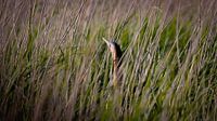 Versteckt im Schilf
