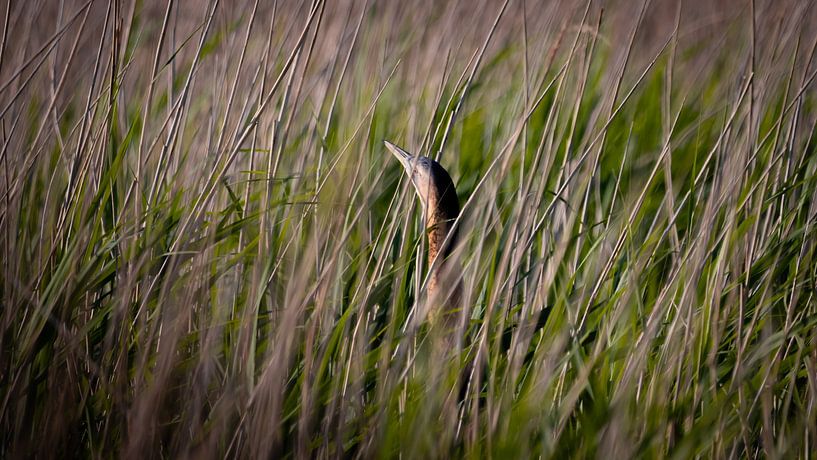 Hidden in the reeds by Ard Jan Grimbergen