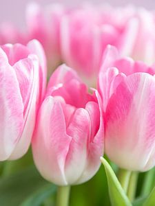 Neon pastel roze tulpen in de lente art print - frisse natuurfotografie. van Christa Stroo fotografie