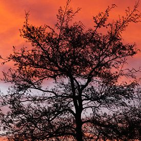Sunset through the trees von Patrick Bongers
