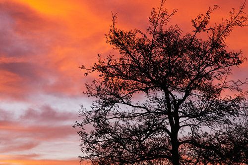 Sunset through the trees by Patrick Bongers