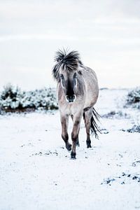 Pferd in Schneelandschaft Eleganz in Weiß