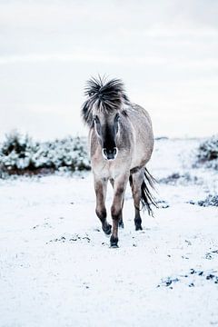 Pferd in Schneelandschaft Eleganz in Weiß von Femke Ketelaar