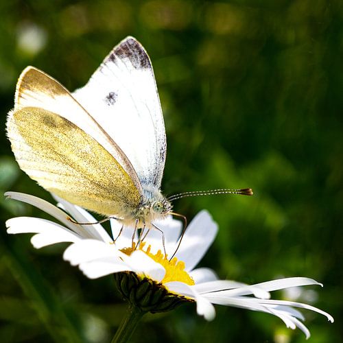 Mooie vlinder op een madeliefje