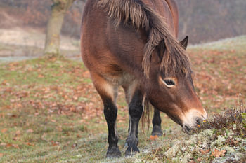 Exmoor-Pony in den Noordhollands Duinreservaat