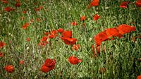 Field of Poppies