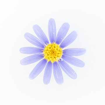 Purple flower with yellow heart on white background by Cindy Mulder