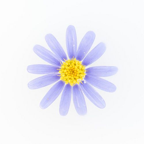 Purple flower with yellow heart on white background