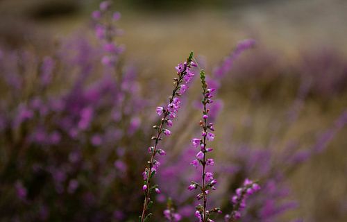 Heide in bloei von Thomas Wapenaar