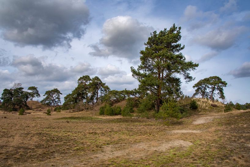 Pines on the Hulshorster sand by Margreet Frowijn
