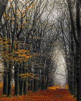 In the forest
