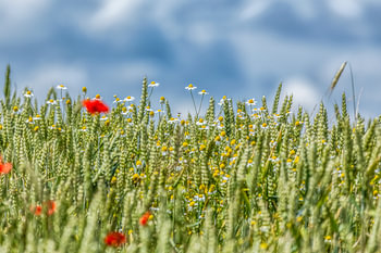 Weizenfeld mit Kamille und Mohn in Süd-Limburg