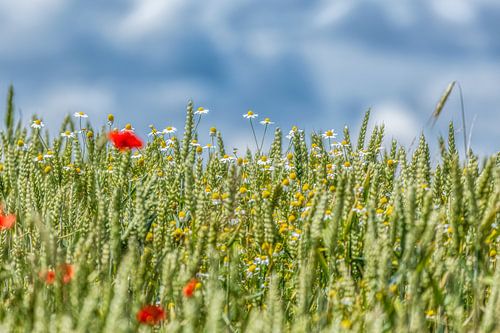Weizenfeld mit Kamille und Mohn in Süd-Limburg von John Kreukniet