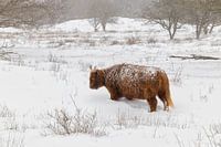 Le Highlander écossais dans la neige