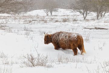 Schotse Hooglander in de sneeuw van Esther Bakker-van Aalderen