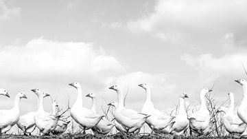 Geese, black and white by Jacqueline Hiemstra