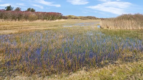 Dune in view with the Zwanenwater near Callantsoog