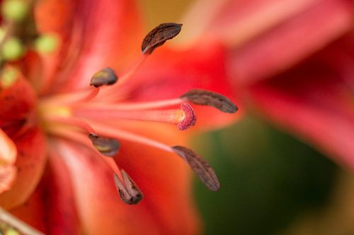 Macrofoto van oranje lelie