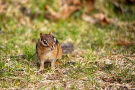 Wilde Streifenhörnchen im Wald von Roland Brack