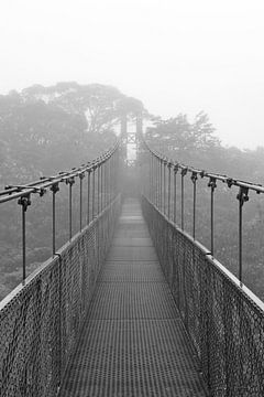 Pont suspendu : la forêt nuageuse de Monteverde sur Color Square