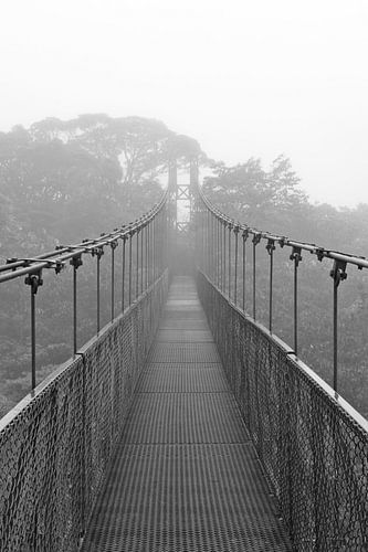 Pont suspendu : la forêt nuageuse de Monteverde