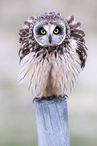 Puffed-up short-eared owl
