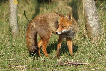 Vos (Vulpes vulpes) van Ronald Pol