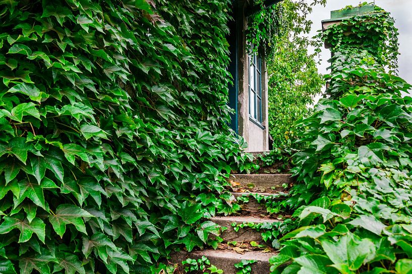 Oude huis veranda bedekt met groene klimop van Andreea Eva Herczegh