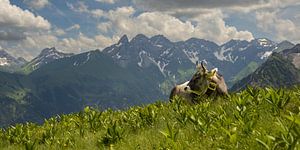 am Fellhorn