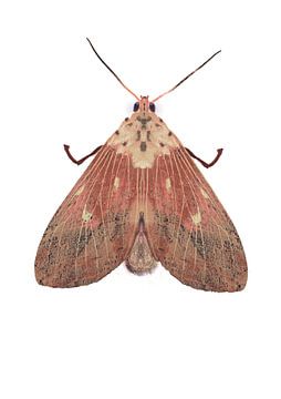 Pink moth on white background by Angela Peters