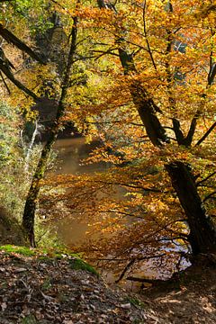 autumn forest van ChrisWillemsen