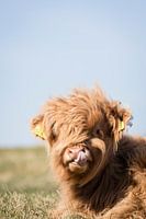 Scottish Highlander picking his nose | Netherlands | springtime joy