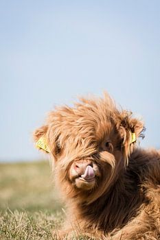 Highlander écossais se curant le nez | Pays-Bas | joie du printemps